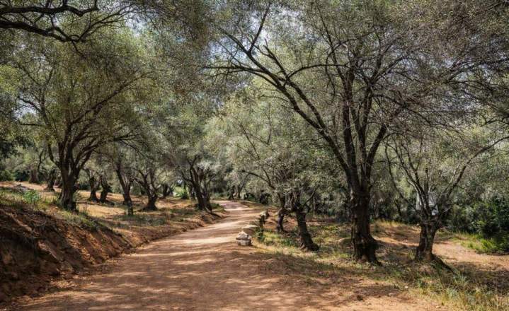 Une immersion totale dans la riche culture corse